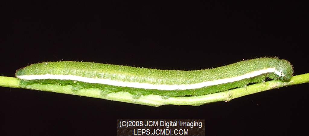 Nearly mature fifth instar Sara Orange-Tip butterfly larvae, filmed 5-22-2008